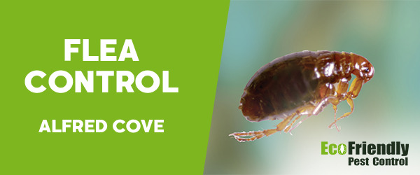 Fleas Control Alfred Cove