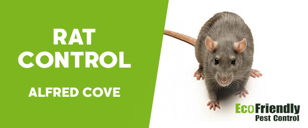 Rat Pest Control Alfred Cove