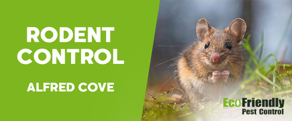 Rodent Treatment Alfred Cove