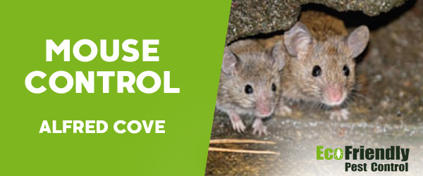 Mouse Control Alfred Cove