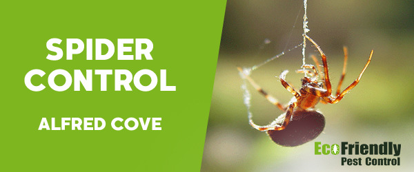 Spider Control Alfred Cove