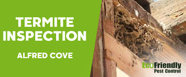 Termite Inspection Alfred Cove