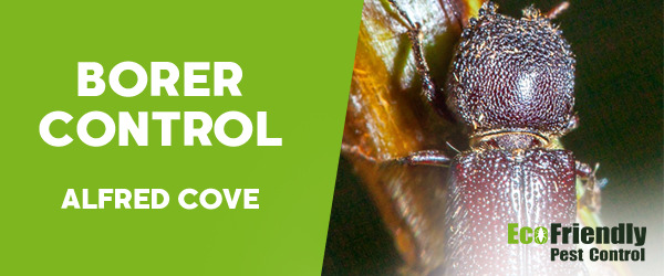 Borer Control Alfred Cove