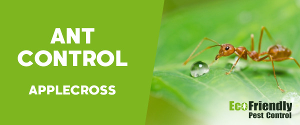 Ant Control Applecross