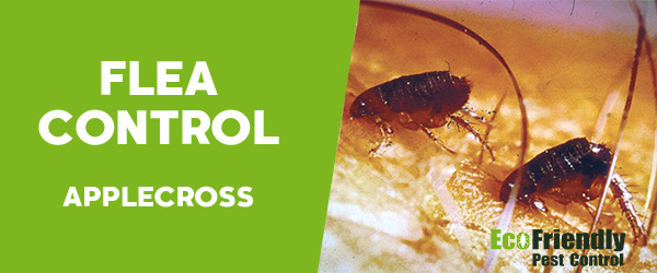 Fleas Control Applecross