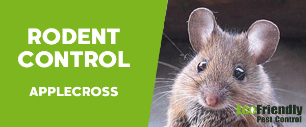 Rodent Treatment Applecross