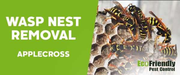 Wasp Nest Remvoal Applecross