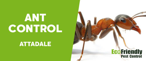 Ant Control  Attadale 