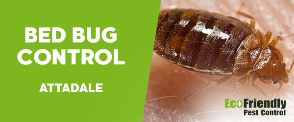 Bed Bug Control  Attadale 