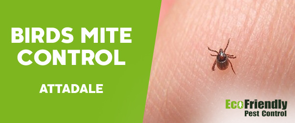 Bird Mite Control  Attadale 