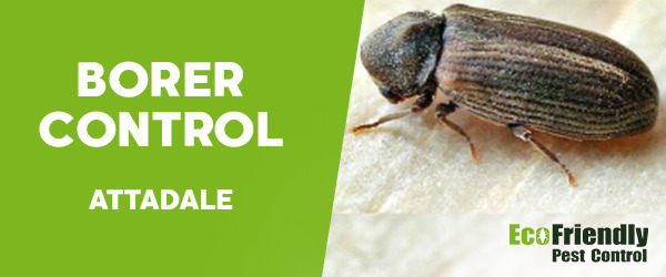 Borer Control  Attadale 