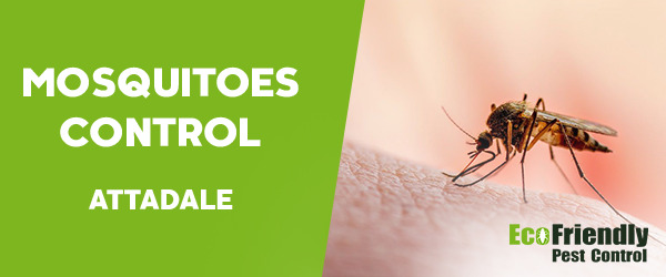 Mosquitoes Control  Attadale 