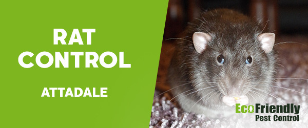 Rat Pest Control  Attadale 