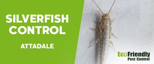 Silverfish Control  Attadale 