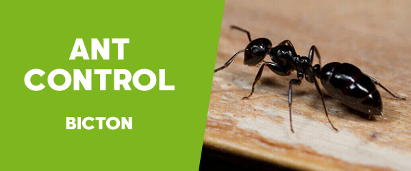 Ant Control Bicton