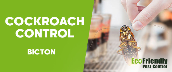 Cockroach Control Bicton 