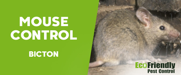 Mouse Control Bicton