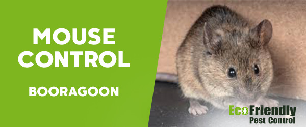 Pest Control Booragoon