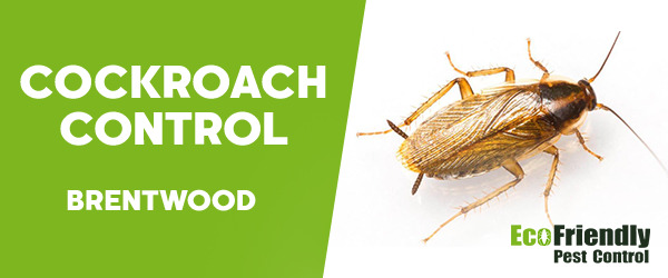 Cockroach Control  Brentwood  