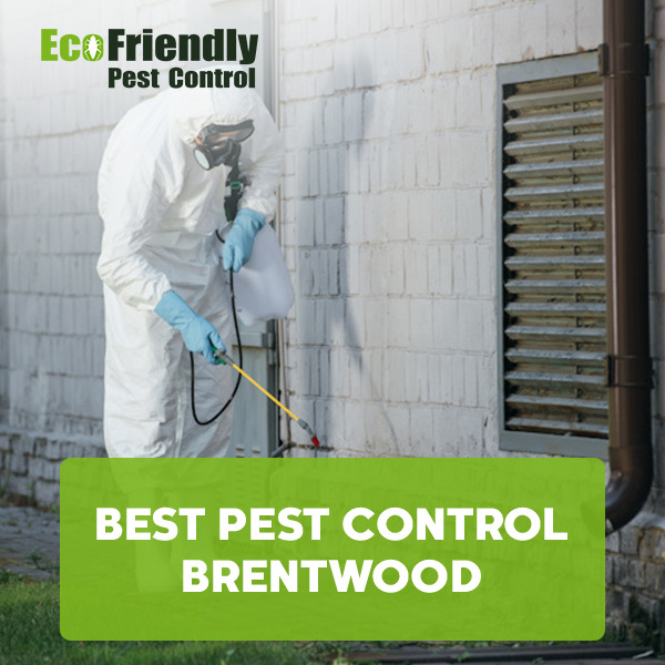 Best Pest Control  Brentwood 