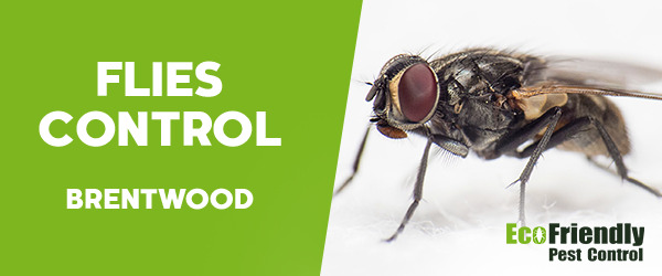 Flies Control  Brentwood 