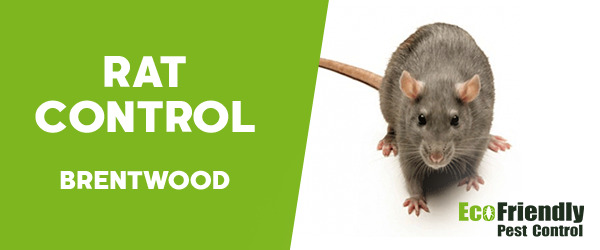 Rat Pest Control  Brentwood 