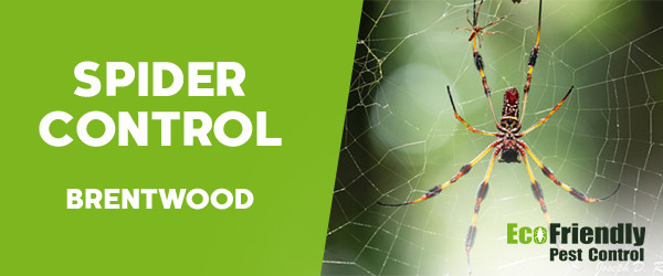 Spider Control  Brentwood 