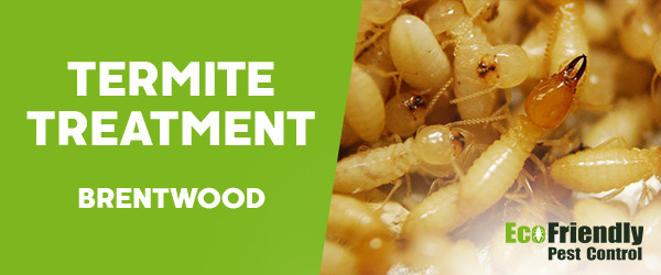 Termite Control  Brentwood 