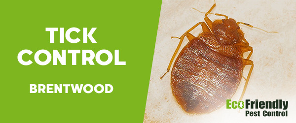 Ticks Control  Brentwood 