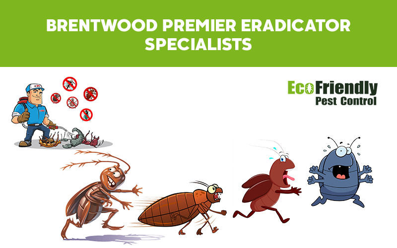 Pest Control Brentwood