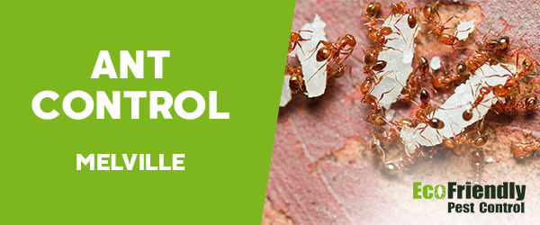 Ant Control Melville