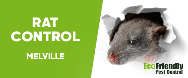 Pest Control Melville