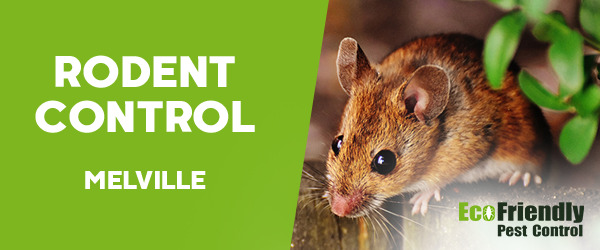 Pest Control Melville