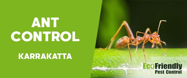 Ant Control Karrakatta