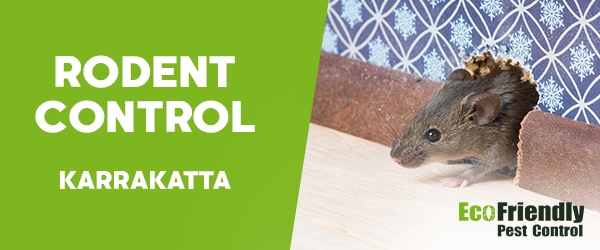 Rodent Treatment Karrakatta