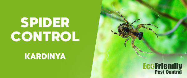 Spider Control Kardinya