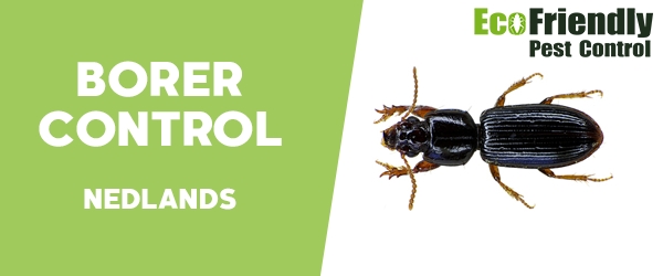 Borer Control  Nedlands 