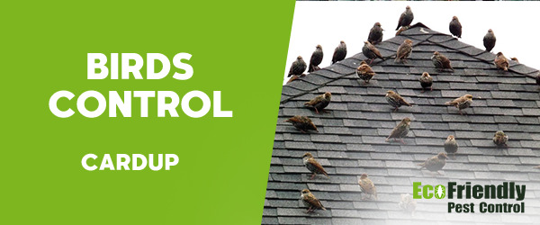 Birds Control Cardup 