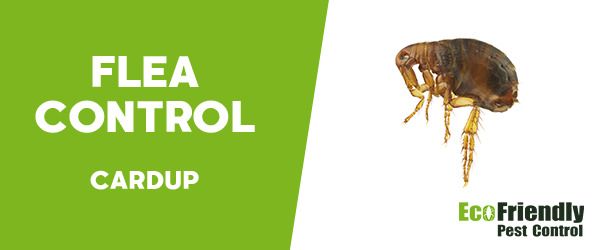 Fleas Control Cardup 