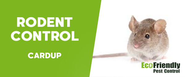 Rodent Treatment Cardup 