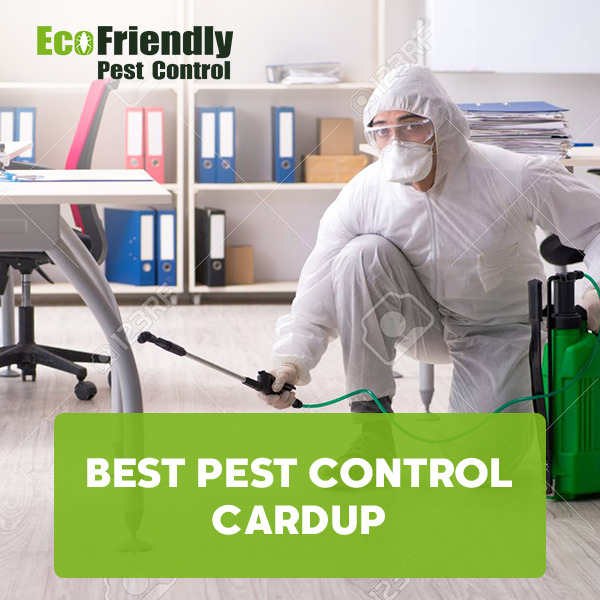 Best Pest Control Cardup 