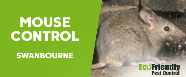 Pest Control Swanbourne
