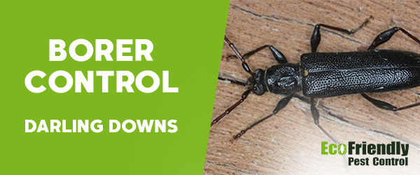 Borer Control Darling Downs 