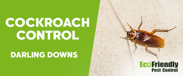 Cockroach Control Darling Downs  