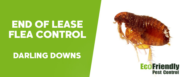 End of Lease Flea Control Darling Downs 