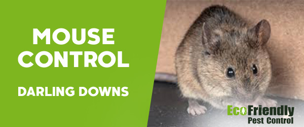 Mouse Control Darling Downs 