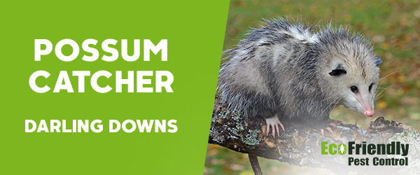 Possum Catcher Darling Downs 