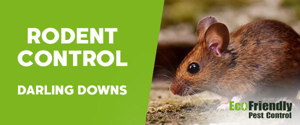 Rodent Treatment Darling Downs 