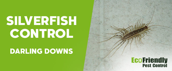 Silverfish Control Darling Downs 