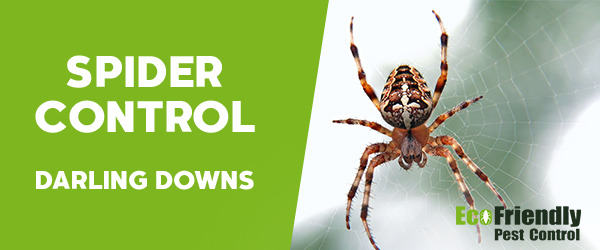 Spider Control Darling Downs 